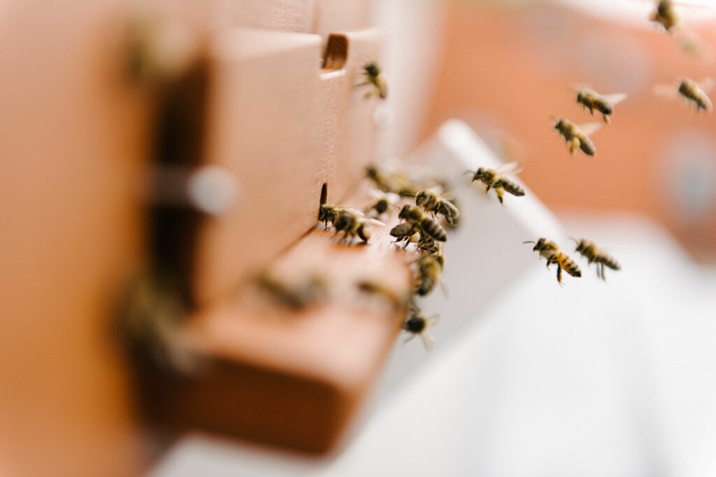 Bienen fliegen Zuhause an