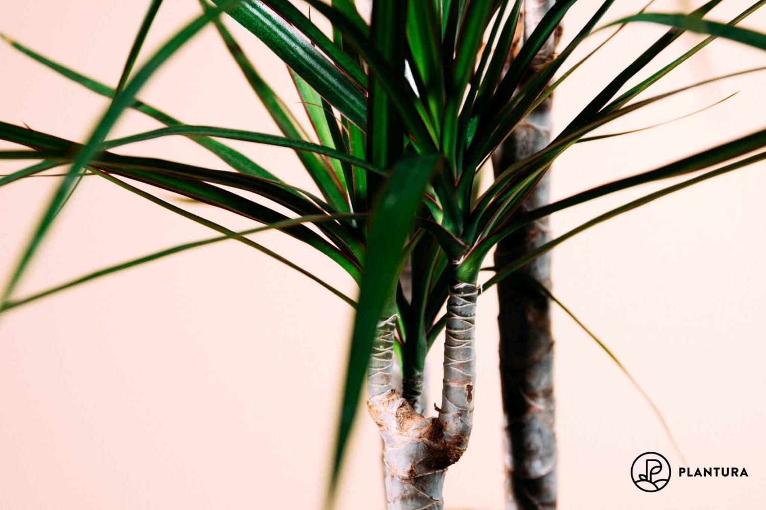 Drachenbaum düngen: Wann, wie & womit?