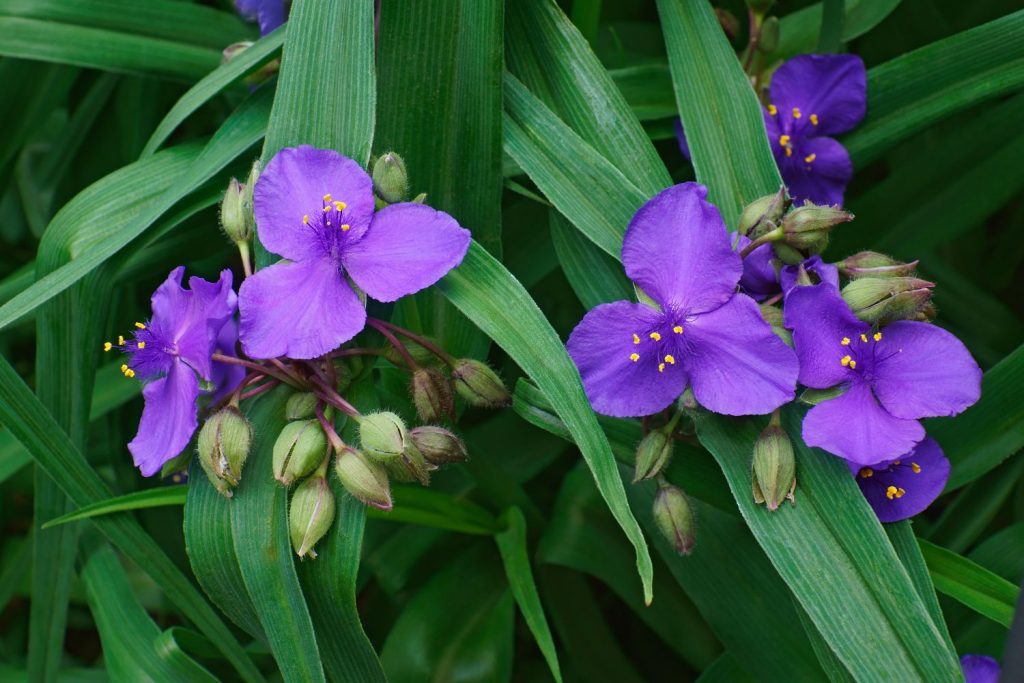 Violette Blüten der Dreimasterblume