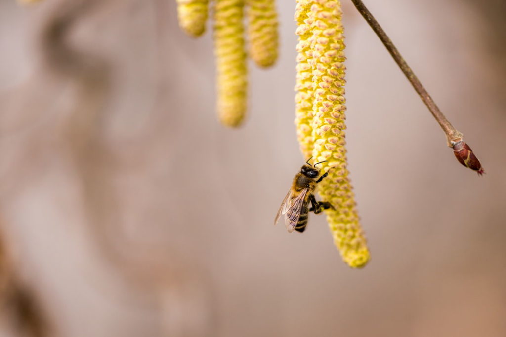 Biene auf Haselnussblüte sitzend
