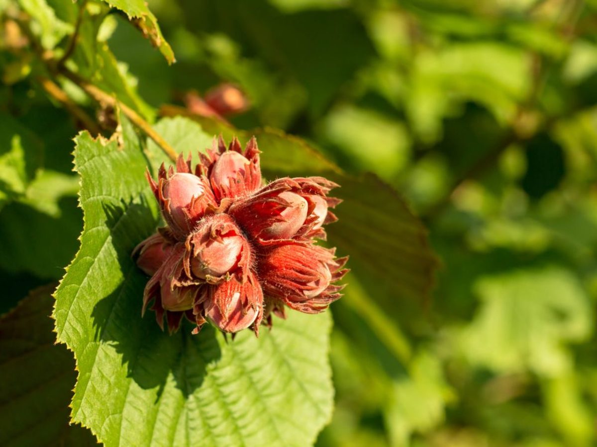 Haselnuss: Alles Wissenwerte zum Anbau im Garten - Plantura