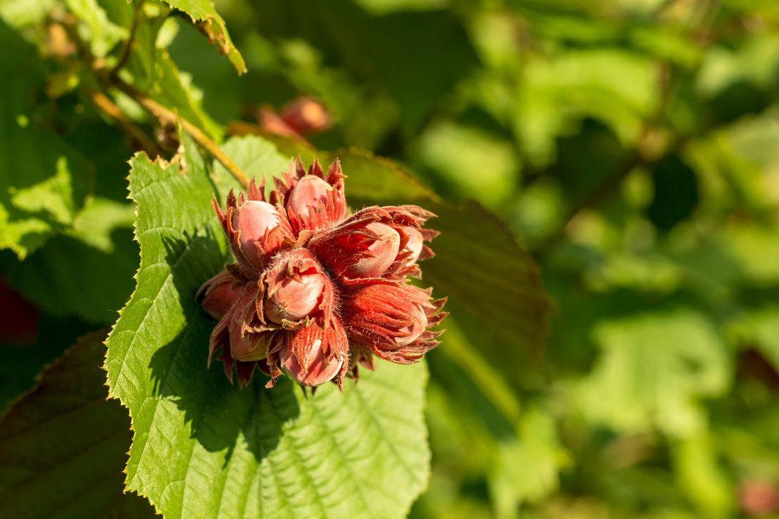 Haselnuss: Die gesunde Nuss im eigenen Garten anbauen - Plantura