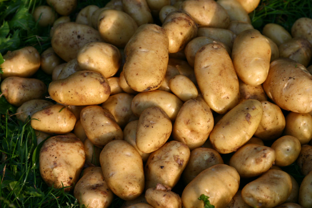 Kartoffelsorte Linda auf Gras