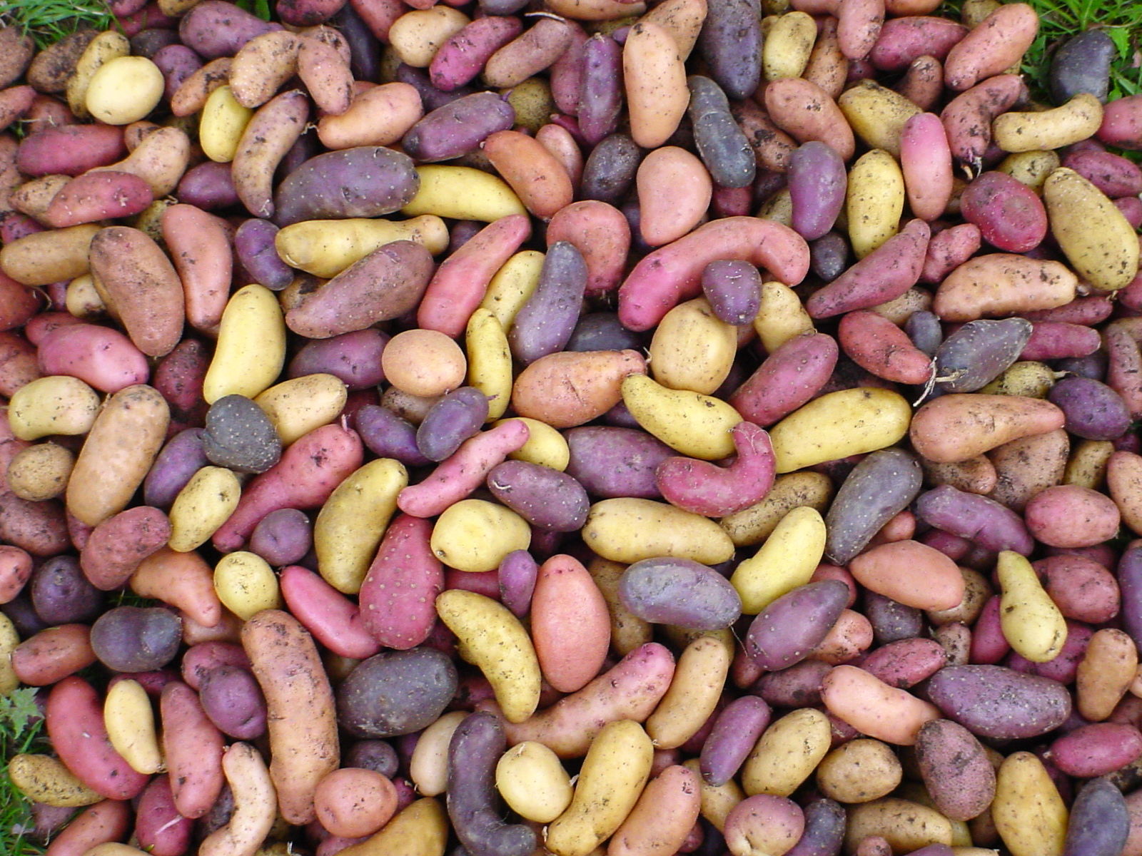 Bunte Kartoffelvielfalt: 10 Fragen an Karsten Ellenberg