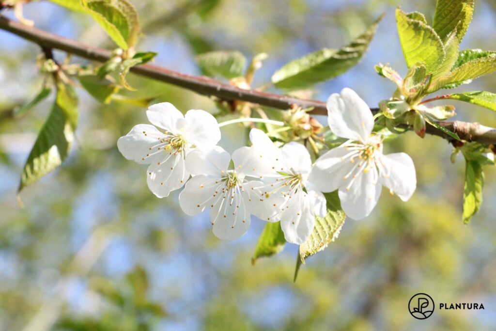 Kirschblüte