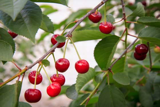 Kirschbaum düngen: Wann, wie & womit?