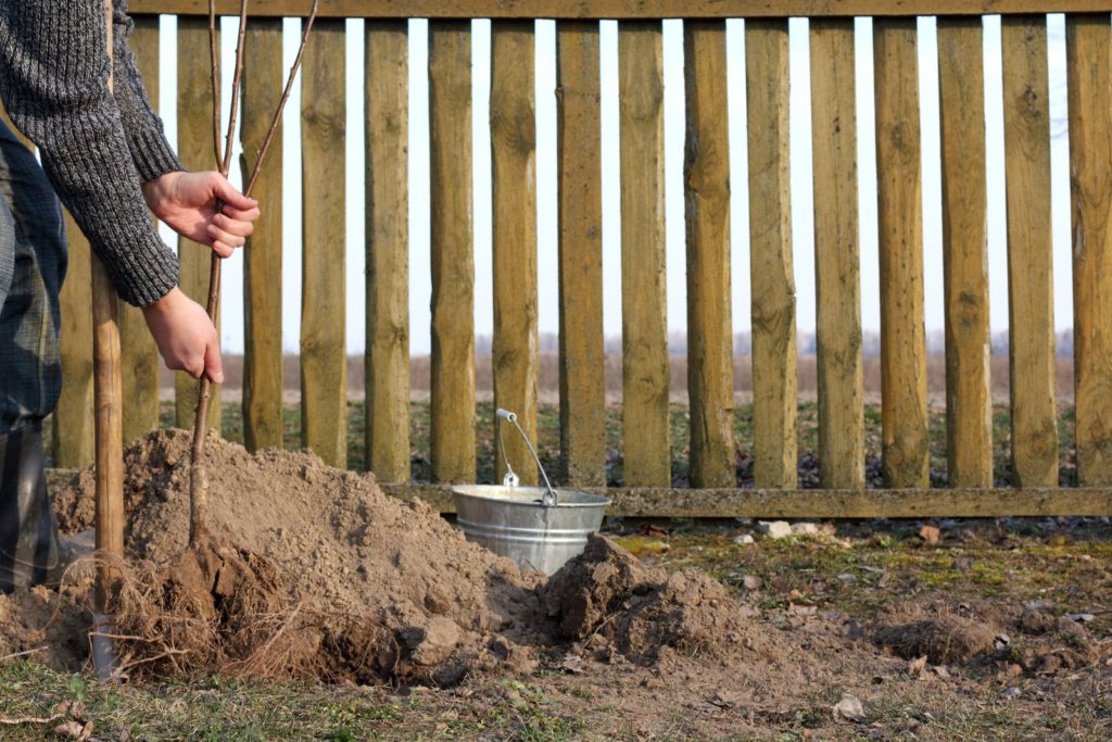 Kirschbaum düngen Wann, wie & womit? Plantura