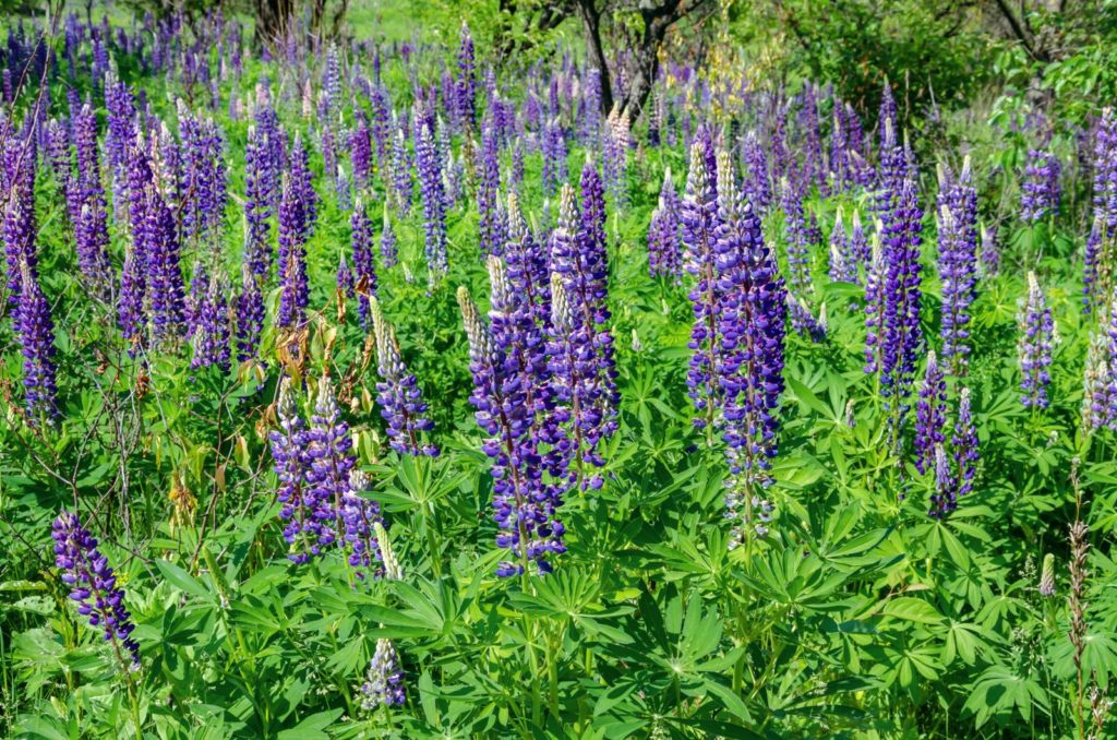 Lupine als Gründünger