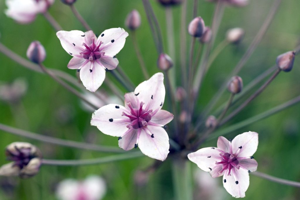 Schwanenblume blüht in weiß und violetten Blüten