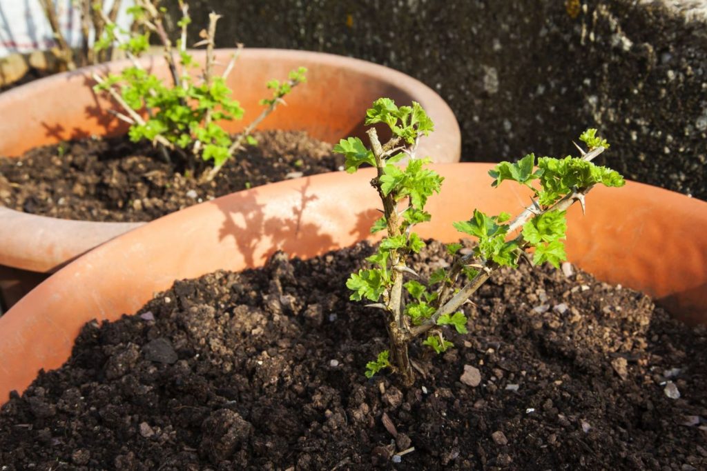 Stachelbeeren im Topf
