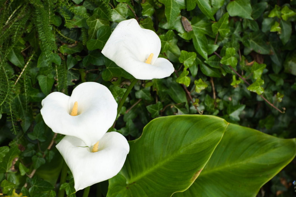 Sumpfcalla mit weißen Blüten und großen Blättern