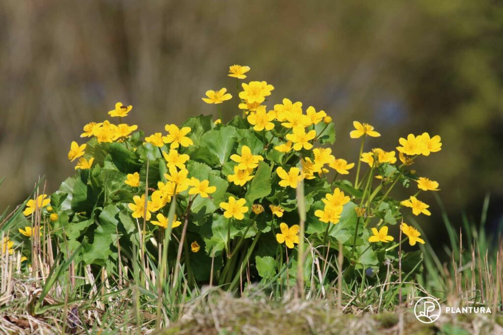 Caltha palustris