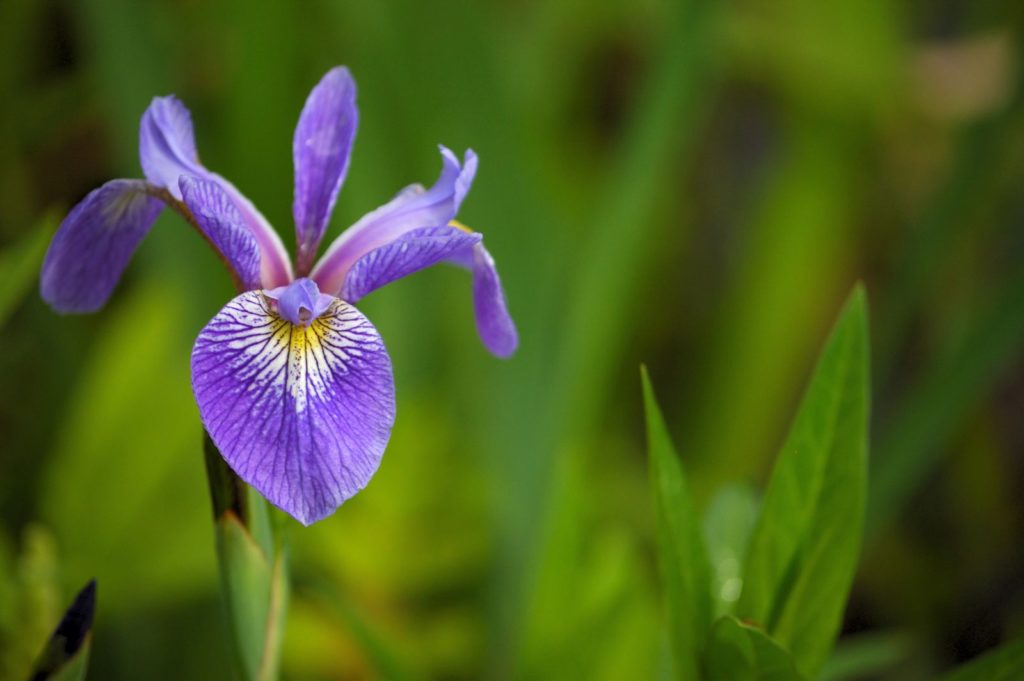 Sumpfiris mit lila Blüte