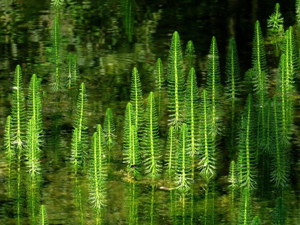 Tannenwendel wächst im Wasser