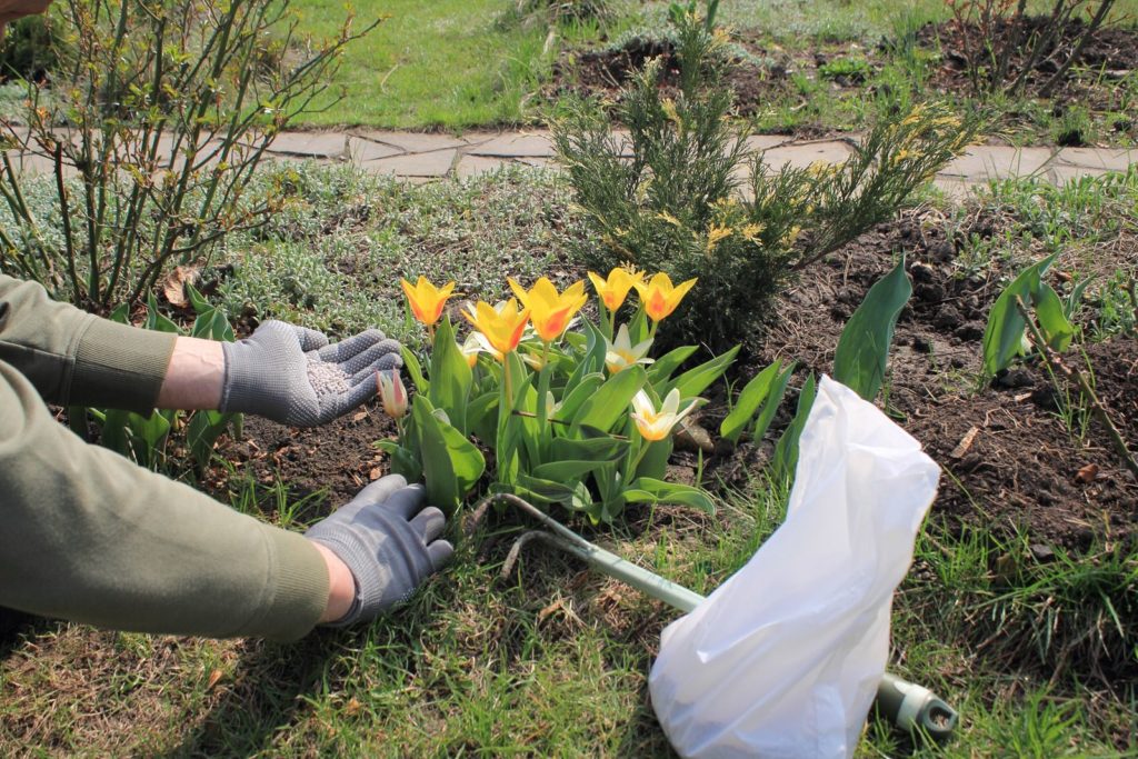 Tulpen mit Granulat gedüngt