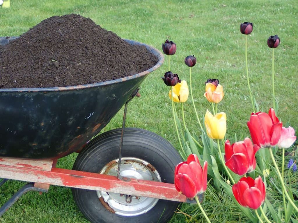 Tulpen mit Kompost aus Schubkarre gedüngt
