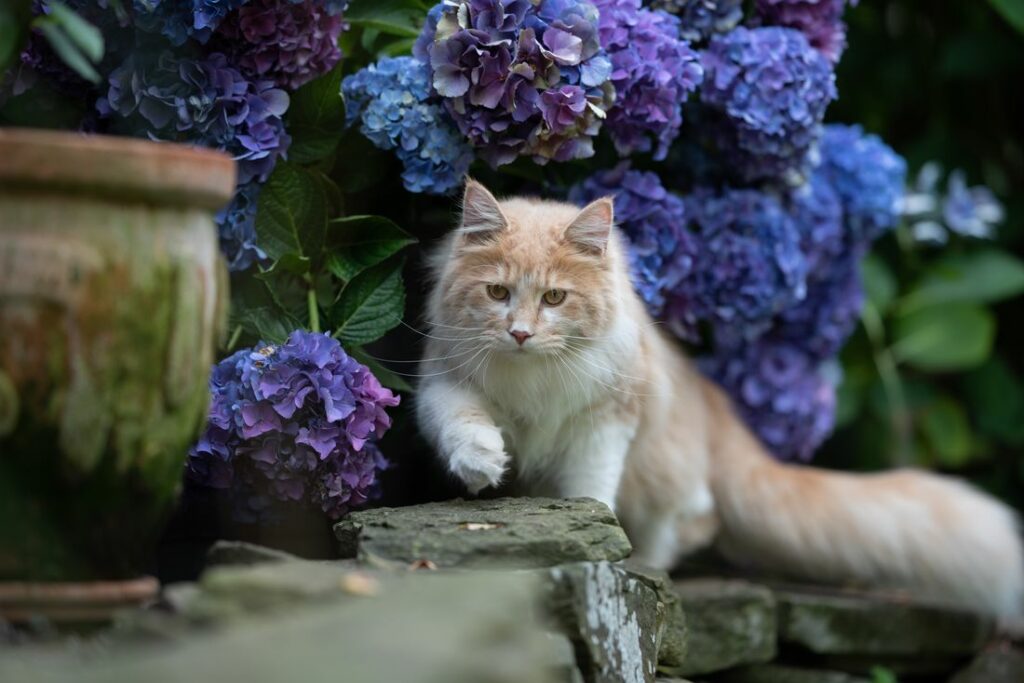 Blaue Hortensie mit Katze