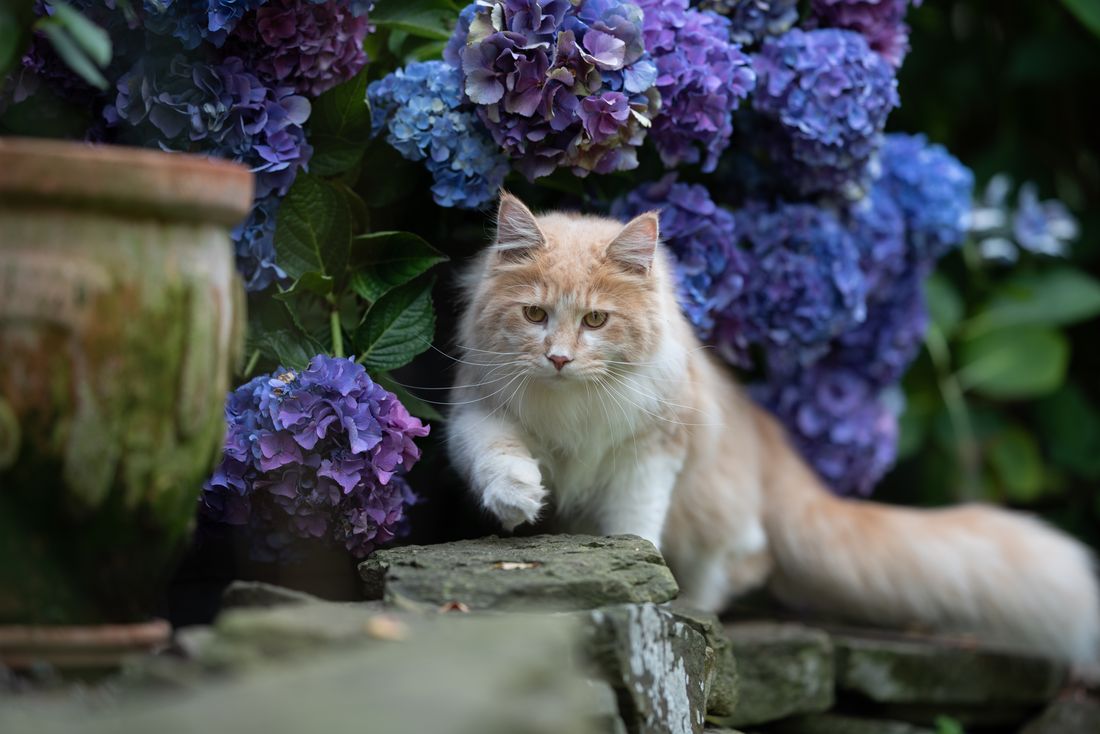 Giftige Hortensien Gefährlich für Katze, Hund & Co.?