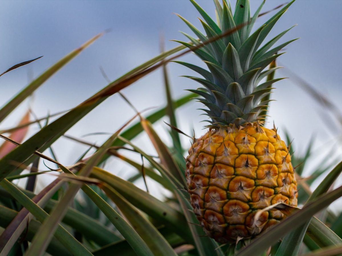 Ananas: Alles zu Anbau, Pflege & Ernte - Plantura