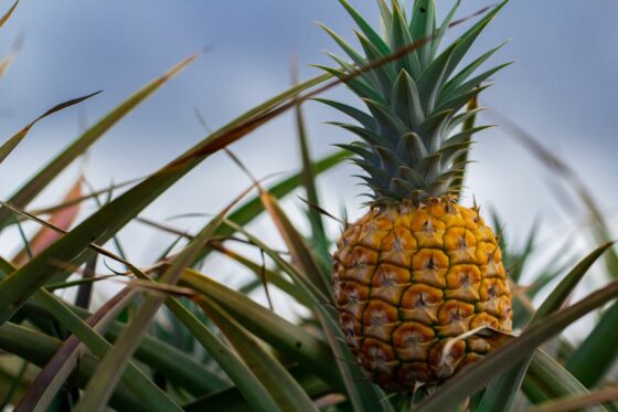 Ananas: Alles zu Anbau, Pflege & Ernte