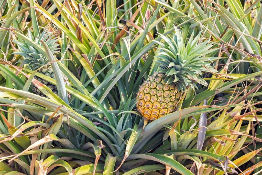 Cayenne-Ananas auf dem Feld