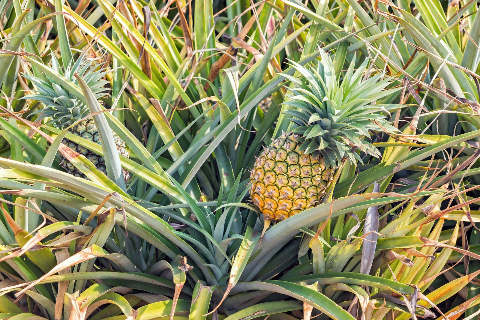 Ananas Alles zu Anbau, Pflege & Ernte Plantura