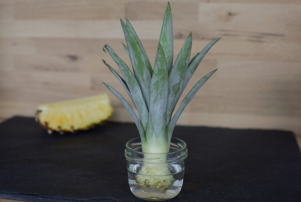 Regrowing einer Ananas