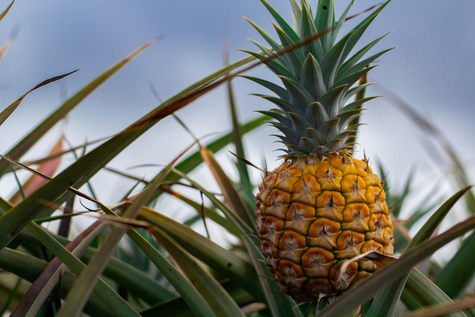 Ananas: Alles zu Anbau, Pflege &amp; Ernte - Plantura