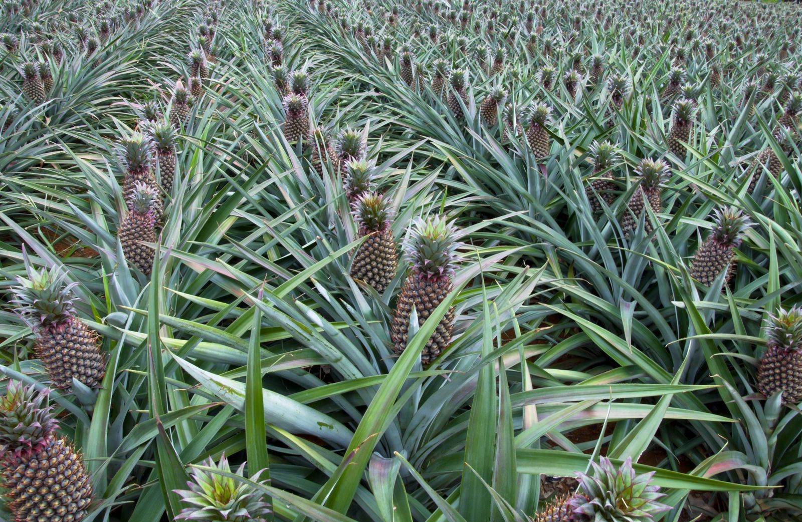 Ananas Alles zu Anbau, Pflege & Ernte Plantura