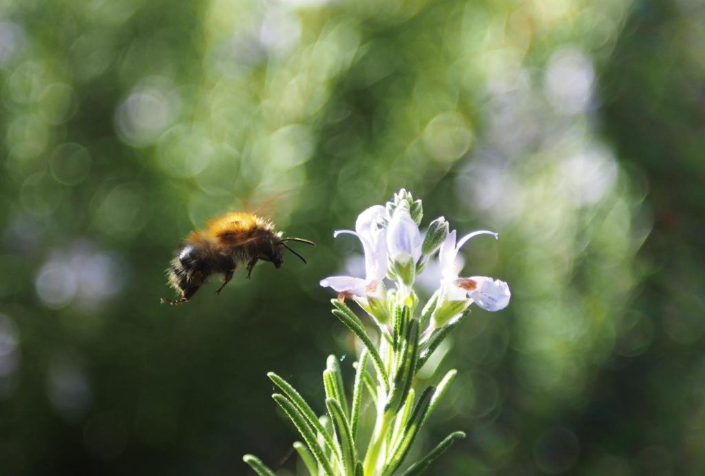 Biene auf Blüte