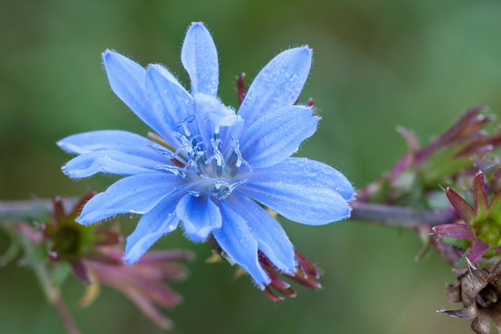 Blaue Blüte Wegwarte