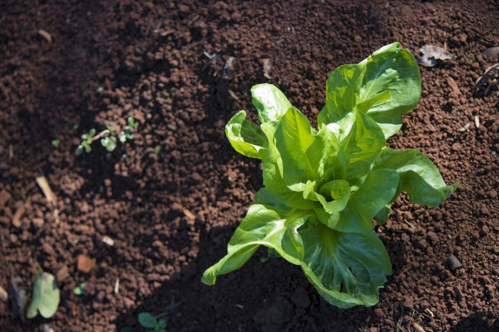 Endiviensalat im Beet in der Sonne