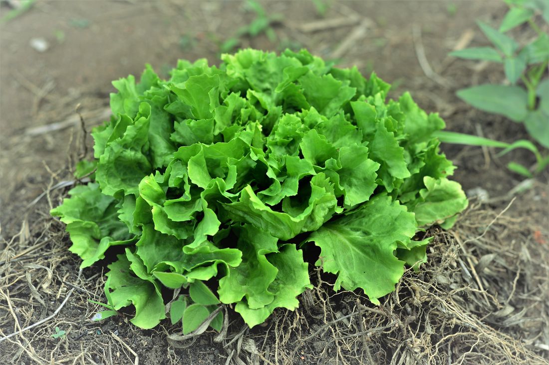 Endiviensalat: Alles zum Pflanzen, Pflegen &amp; Ernten - Plantura
