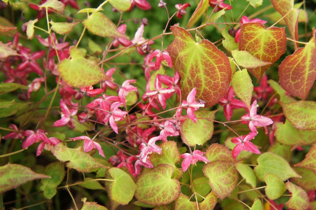 Elfenblumeblüten und -laub