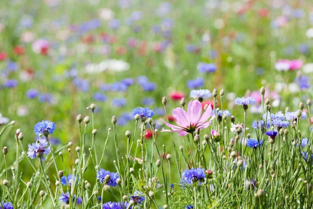 Wildblumenwiese mit vielen Blumen im Garten