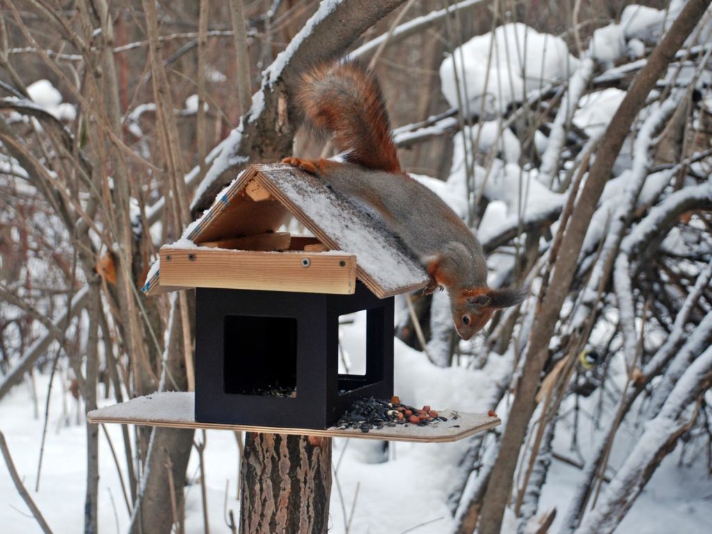 Eichhörnchen sitzt auf Futterhaus