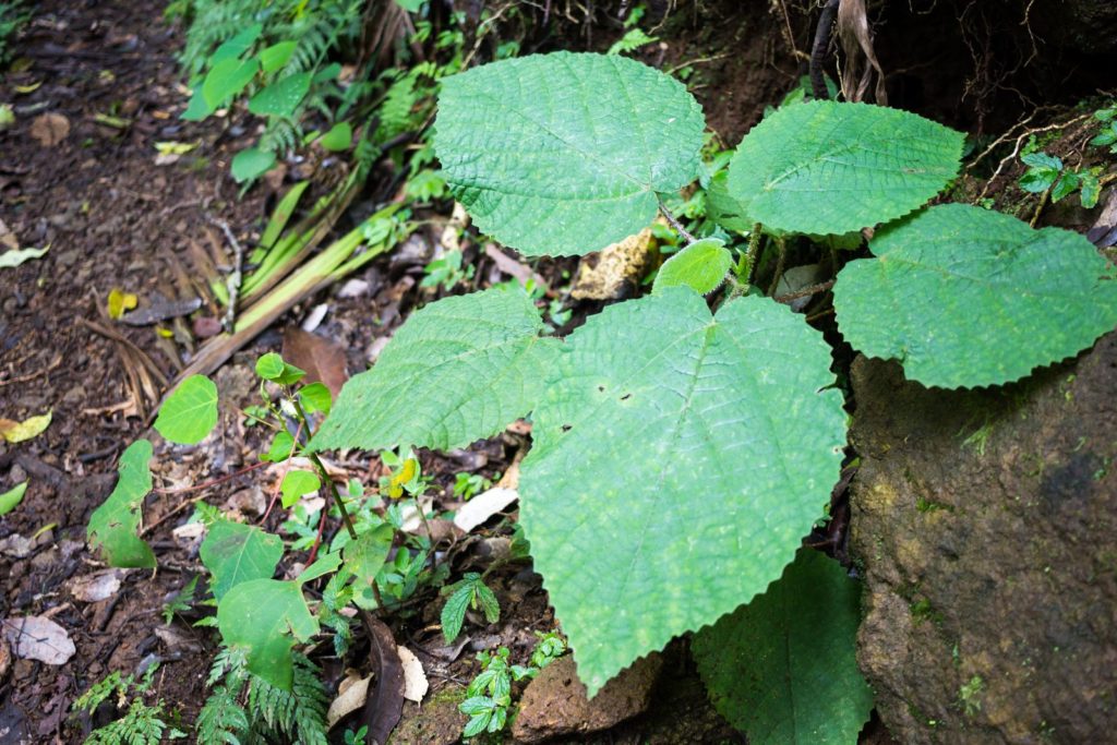 Die Australiche Brennessel hat große Blätter und zählt zu den giftigsten Pflanzen der Welt.