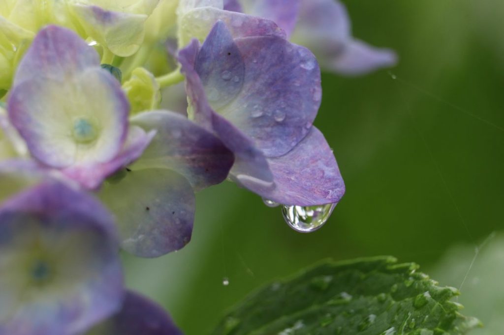 Hortensie mit nassen Blüten