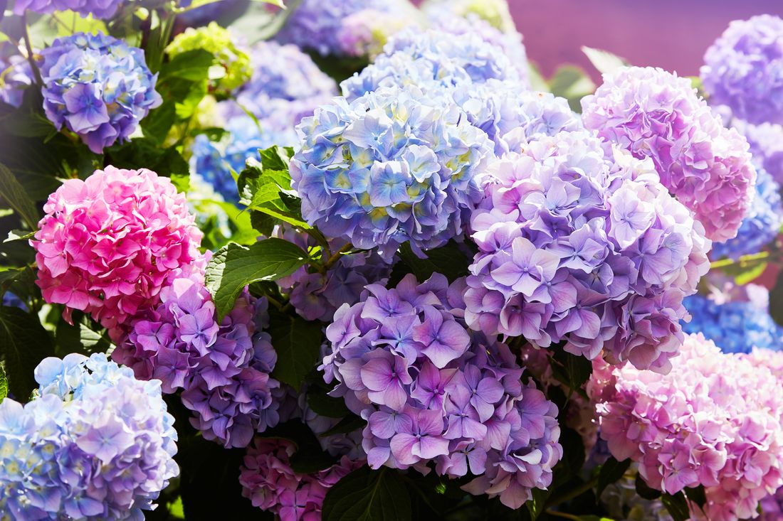 HortensienBlütezeit Was tun, wenn die Hortensie nicht blüht? Plantura