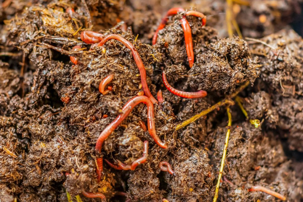 Würmer in feuchtem Kompost