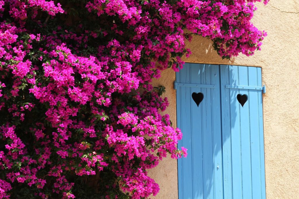 Drillingsblume wächst an Fassade im mediterranen Garten