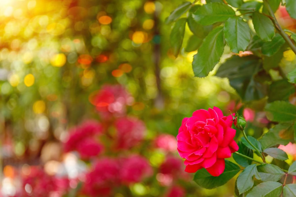 Rosen im mediterranen Garten