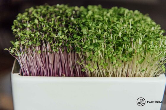 Wie lange dauert es in der Regel bis Microgreens geerntet werden können?