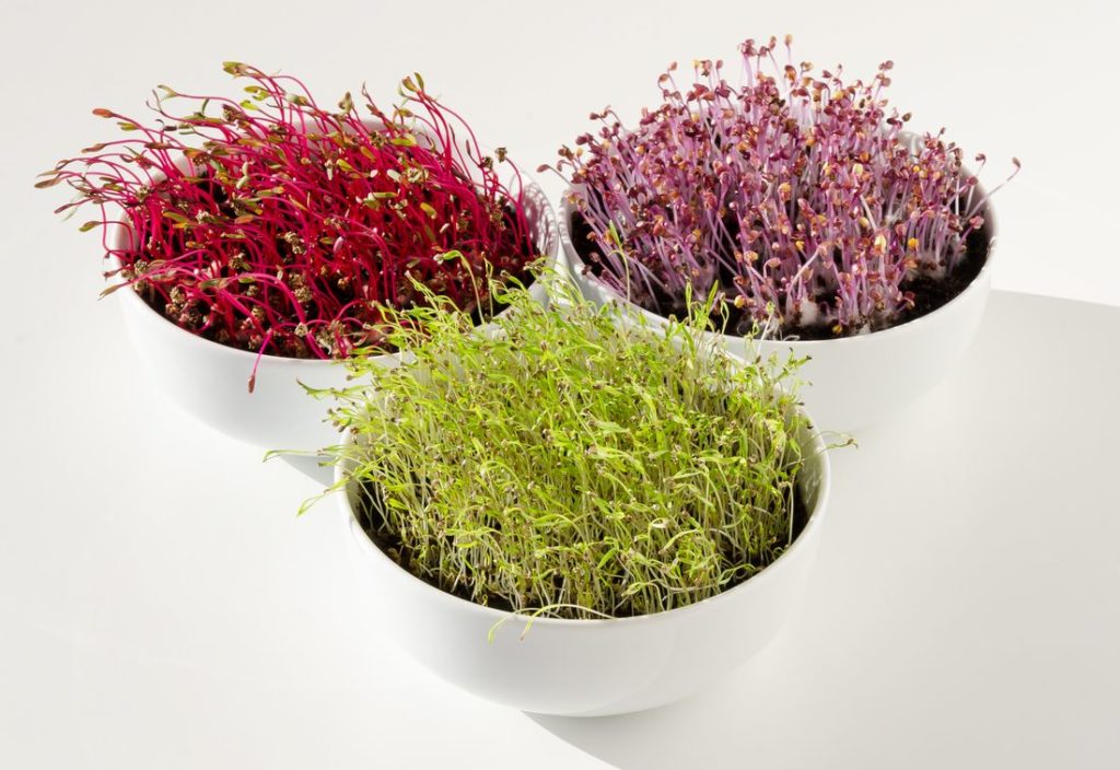 Microgreens Keimlinge im in weißen Schalen