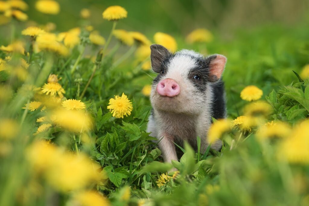 Minischwein im Blumenfeld