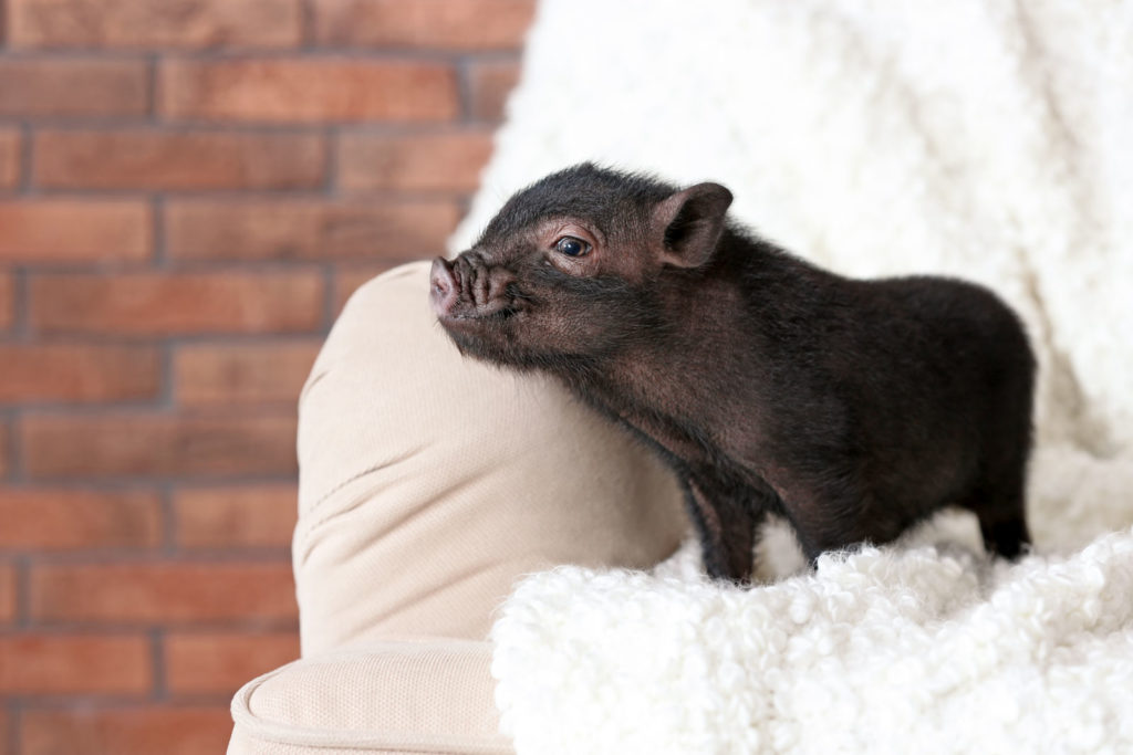 Minischwein auf dem Sofa