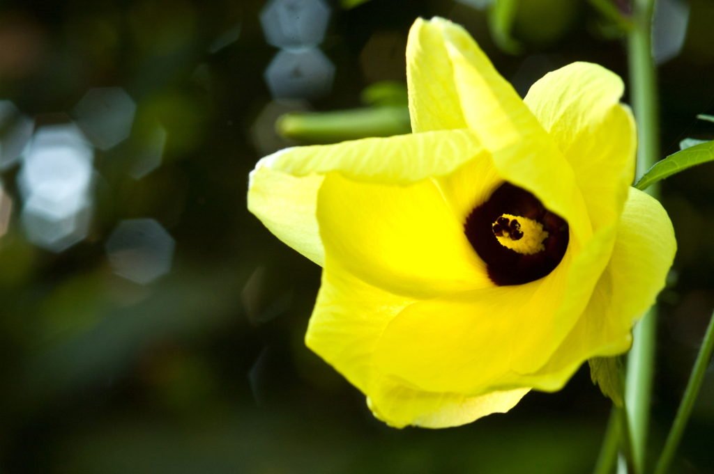 Okra mit gelber Blüte