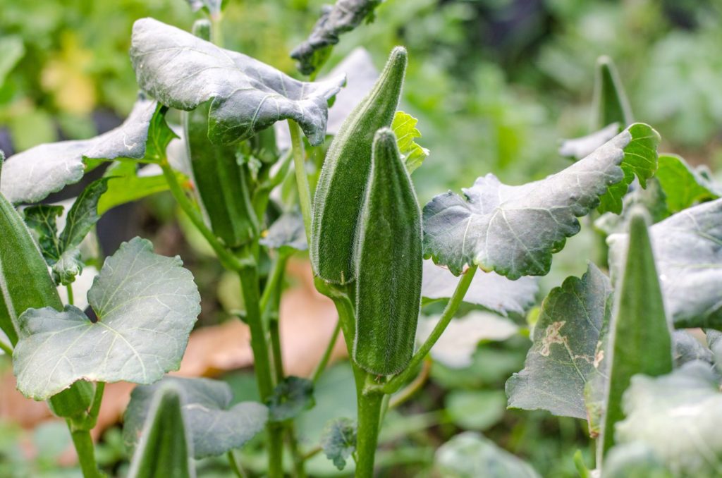 Okra-Pflanze mit grünen Früchten