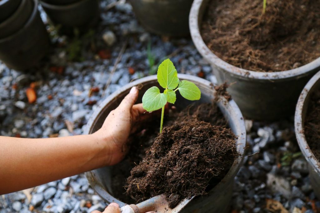 Eine kleine Okra-Pflanze wird in einen Topf eingepflanzt
