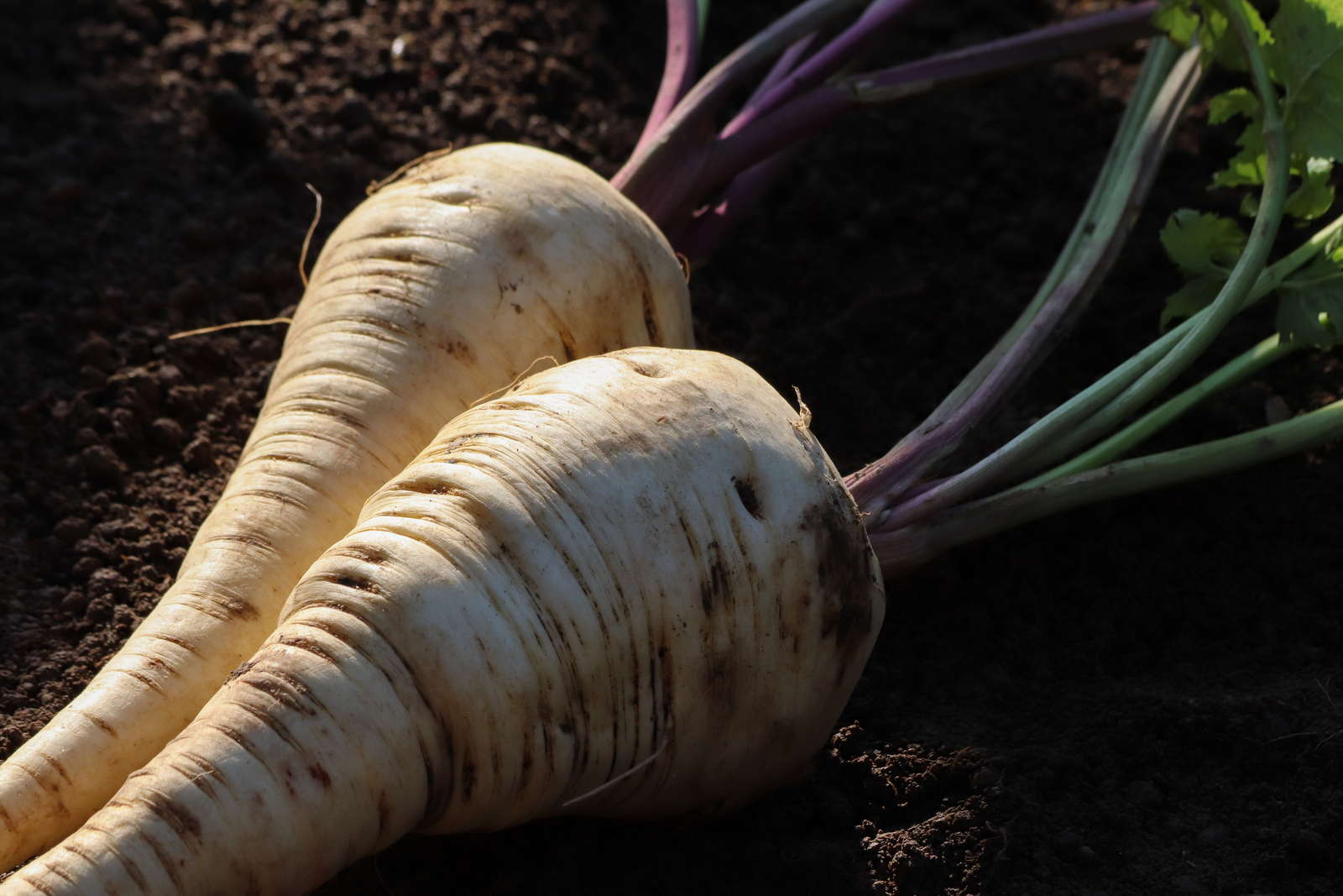 Pastinaken Alles zum Anbauen im Garten Plantura